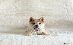 Siberian Husky dogs for sale: Stunning exotic colour chowsky puppies for sale  - Image 16