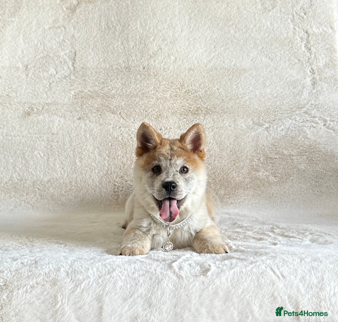 Siberian Husky dogs for sale: Stunning exotic colour chowsky puppies for sale  - Image 16