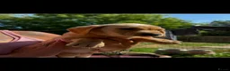 Labrador Retriever dogs for sale: Labrador's  in Chesterfield - Advert 17