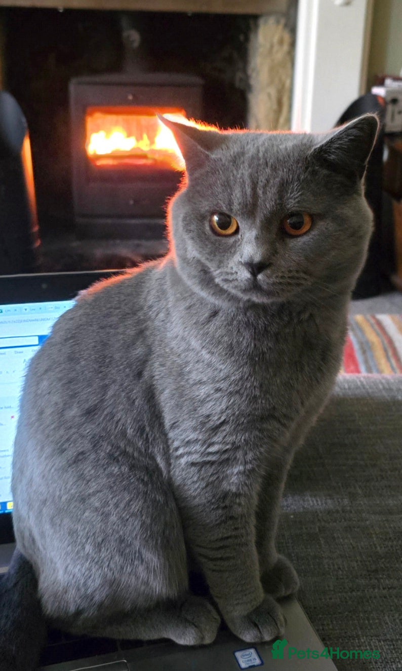 British Shorthair cats Beautiful British Shorthair Kittens in West Calder - Advert 1