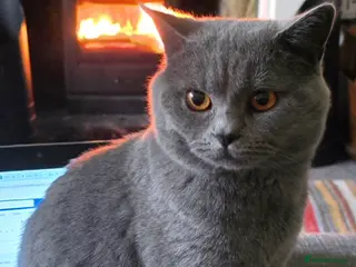 British Shorthair cats Beautiful British Shorthair Kittens in West Calder - Advert 1