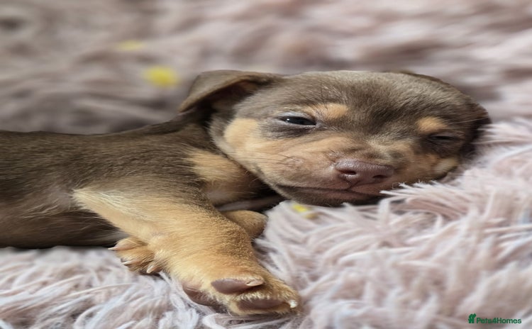Jack Russell dogs - Advert 1