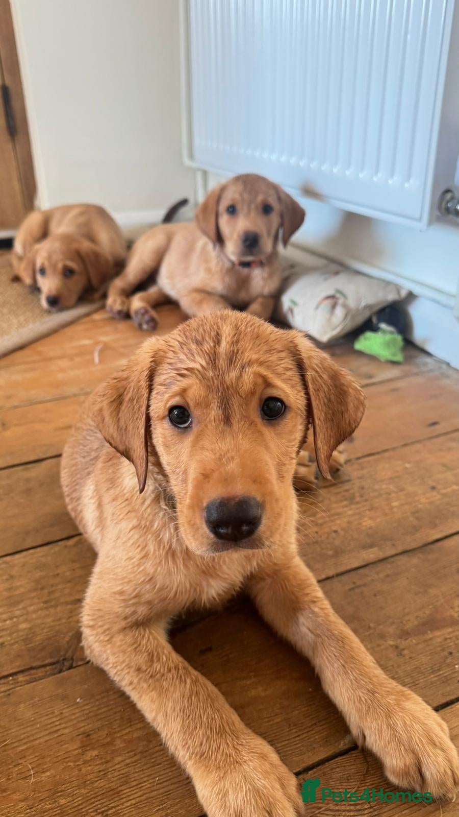 Labrador Retriever dogs Fox Red Lab Puppies (1/9) Exceptional Temperament - Advert 1