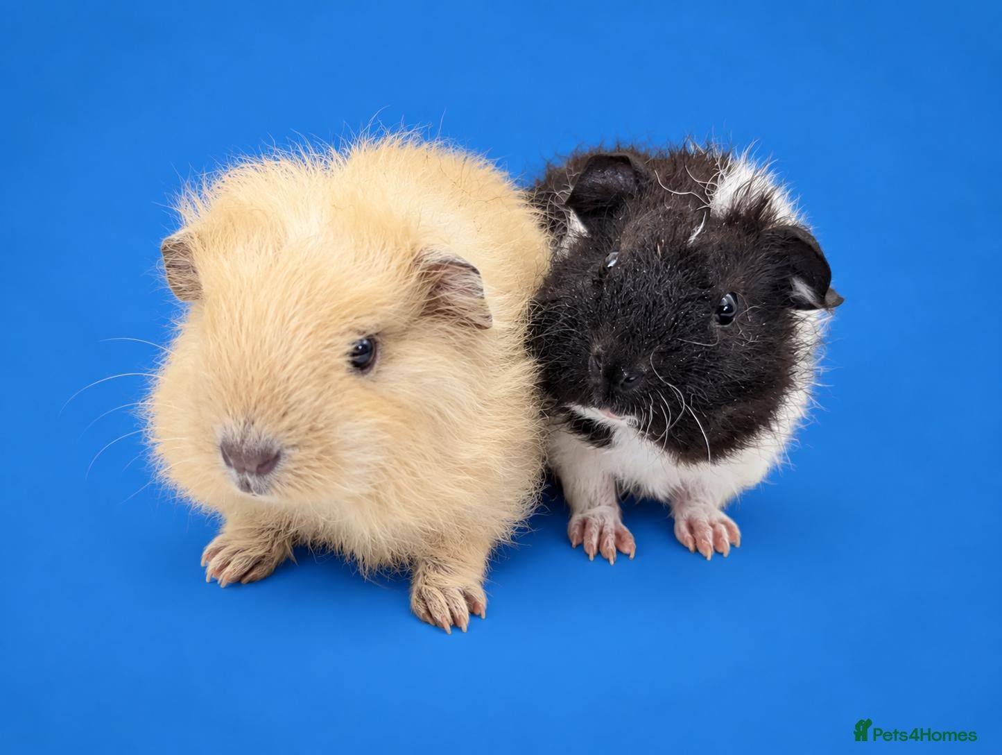 Guinea Pig rodents Bonded guinea pig boys swiss and Lakeland  - Advert 9