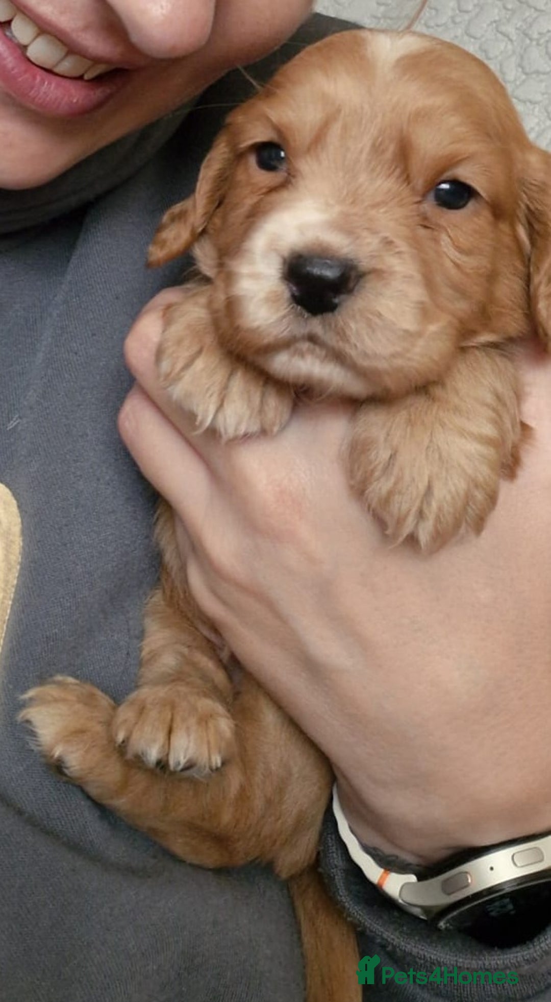 Cocker Spaniel dogs for sale: Cocker spaniel  - Image 2