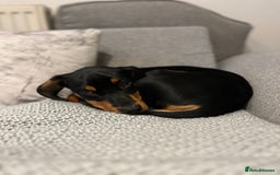 Mixed Breed dogs for sale: Ziggy 2 year old mini pincher - Advert 5