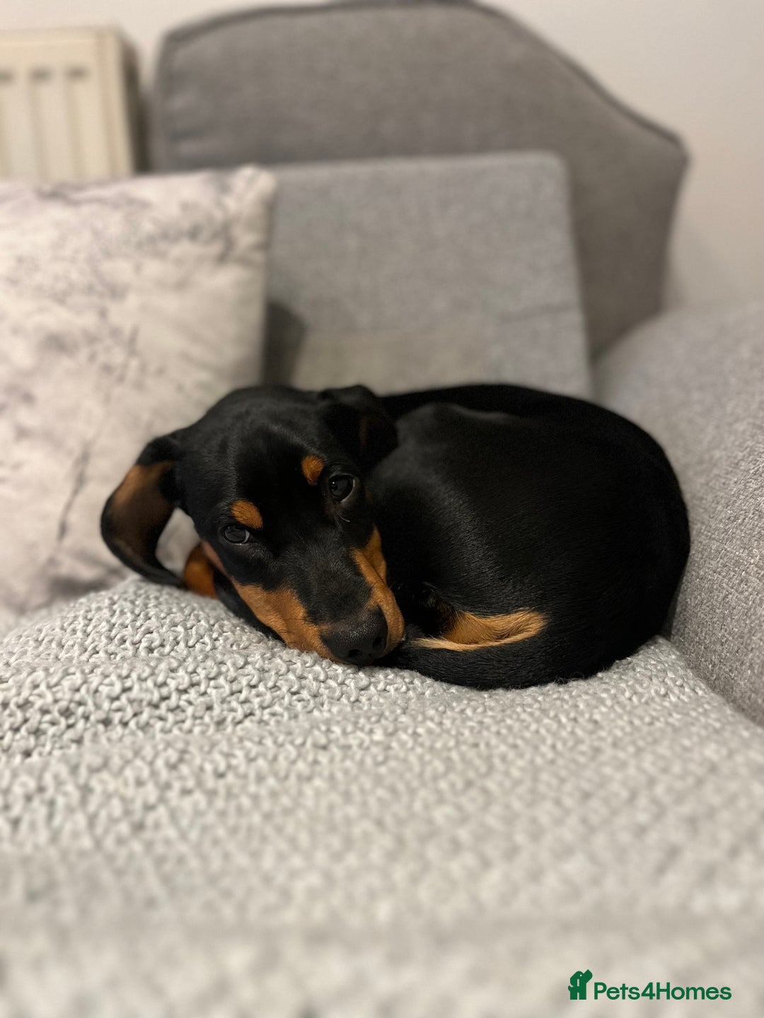 Mixed Breed dogs for sale: Ziggy 2 year old mini pincher - Advert 5