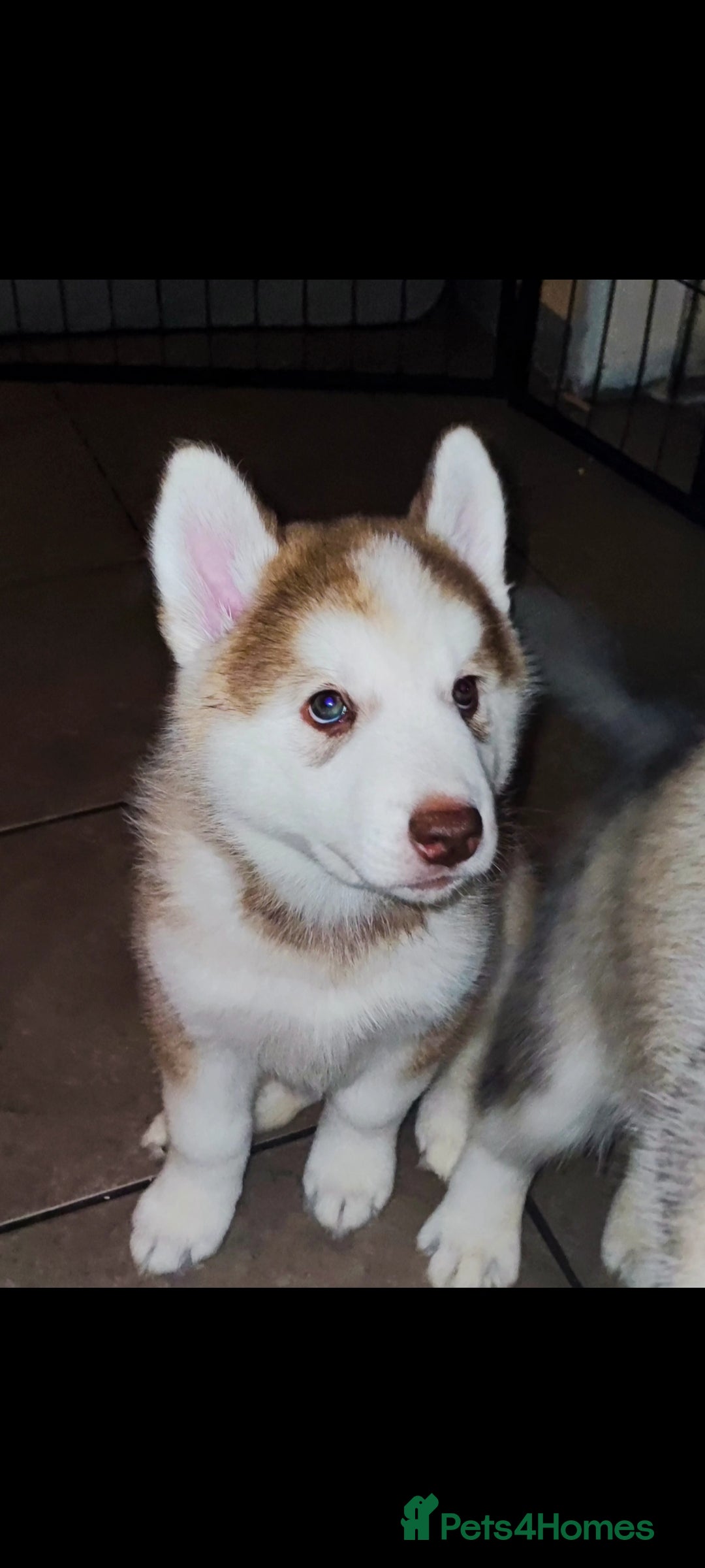 Utonagan dogs for sale: Maliky/ huskymute puppies  - Advert 11