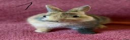 Netherland Dwarf rabbits for sale: 3 Netherland Dwarf Rabbits 🐰 - Advert 3