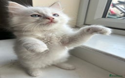 Ragdoll cats for sale: Pure longhair Ragdoll Kittens - Raised with Soul - Image 16