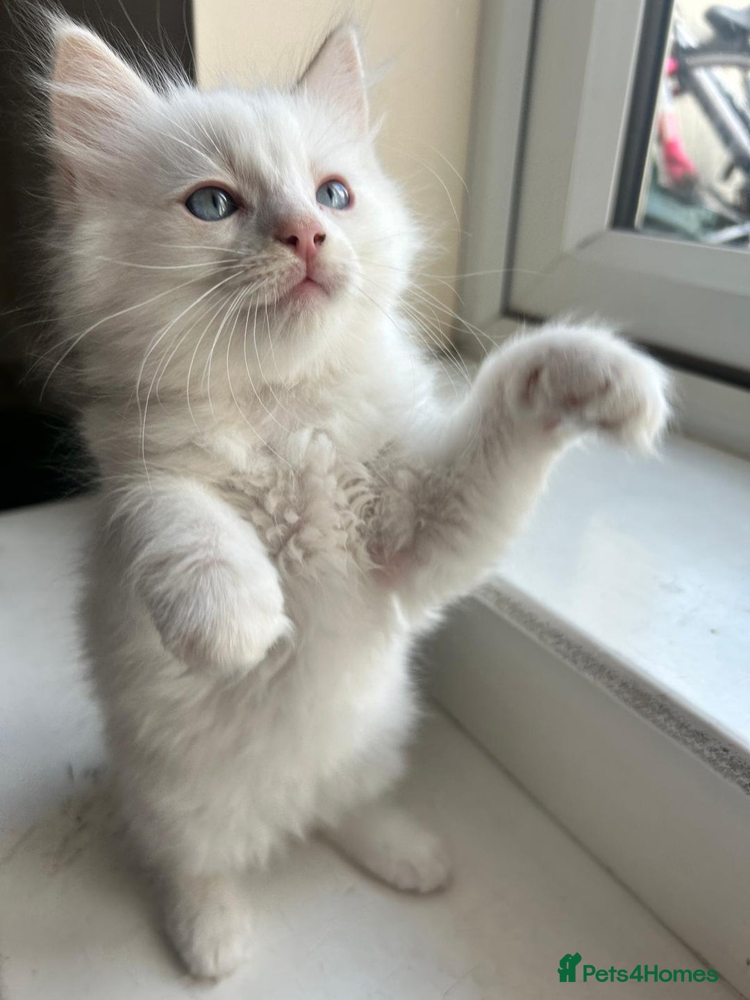 Ragdoll cats for sale: Pure longhair Ragdoll Kittens - Raised with Soul - Image 16