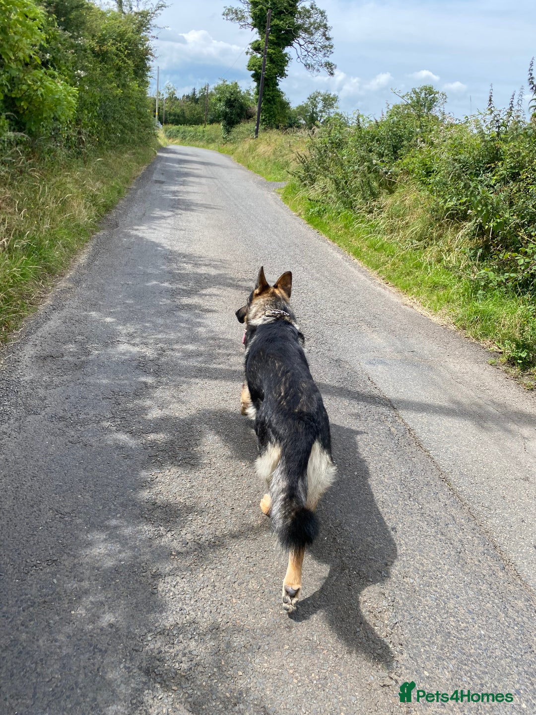 German Shepherd dogs for stud: Midas, straight back strong GSD - Image 7