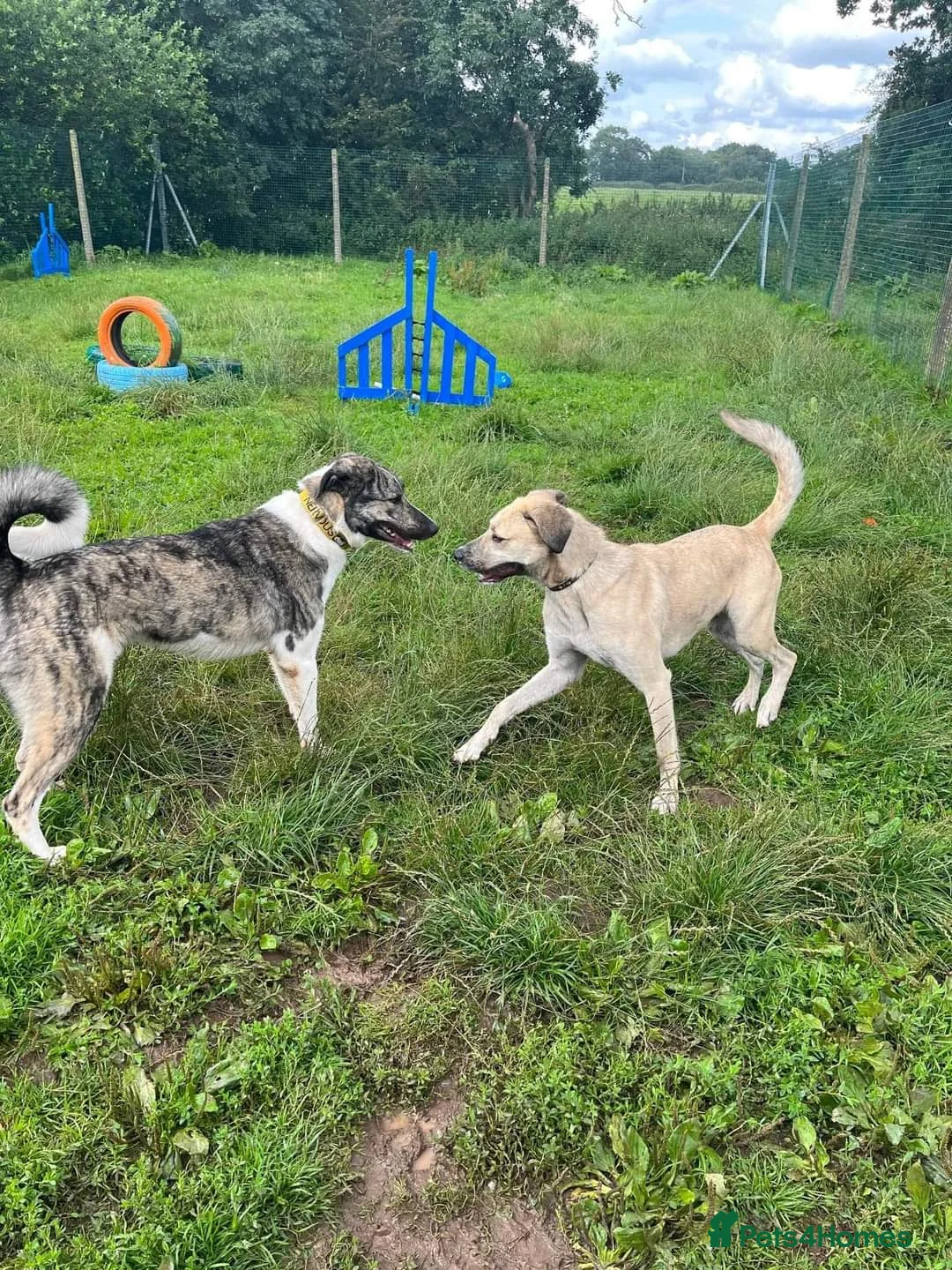 Mixed Breed dogs for adoption: Meet Kane, currently residing in Cheshire  in Nantwich - Advert 5