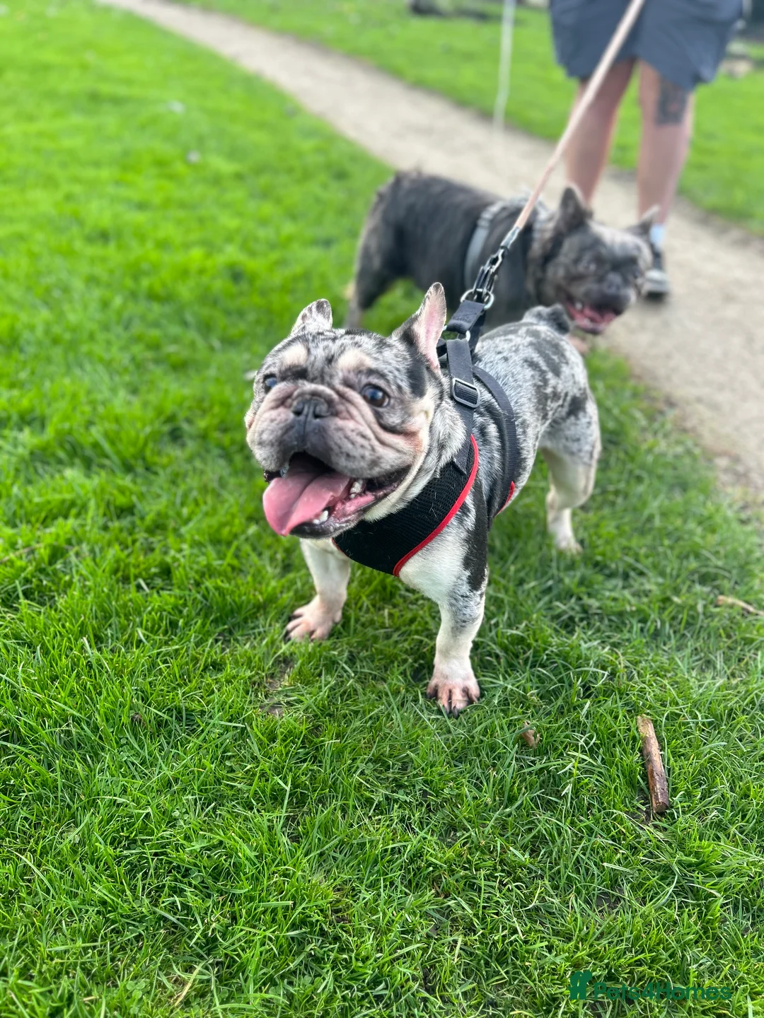 French Bulldog dogs for sale: French Bulldogs  - Advert 5