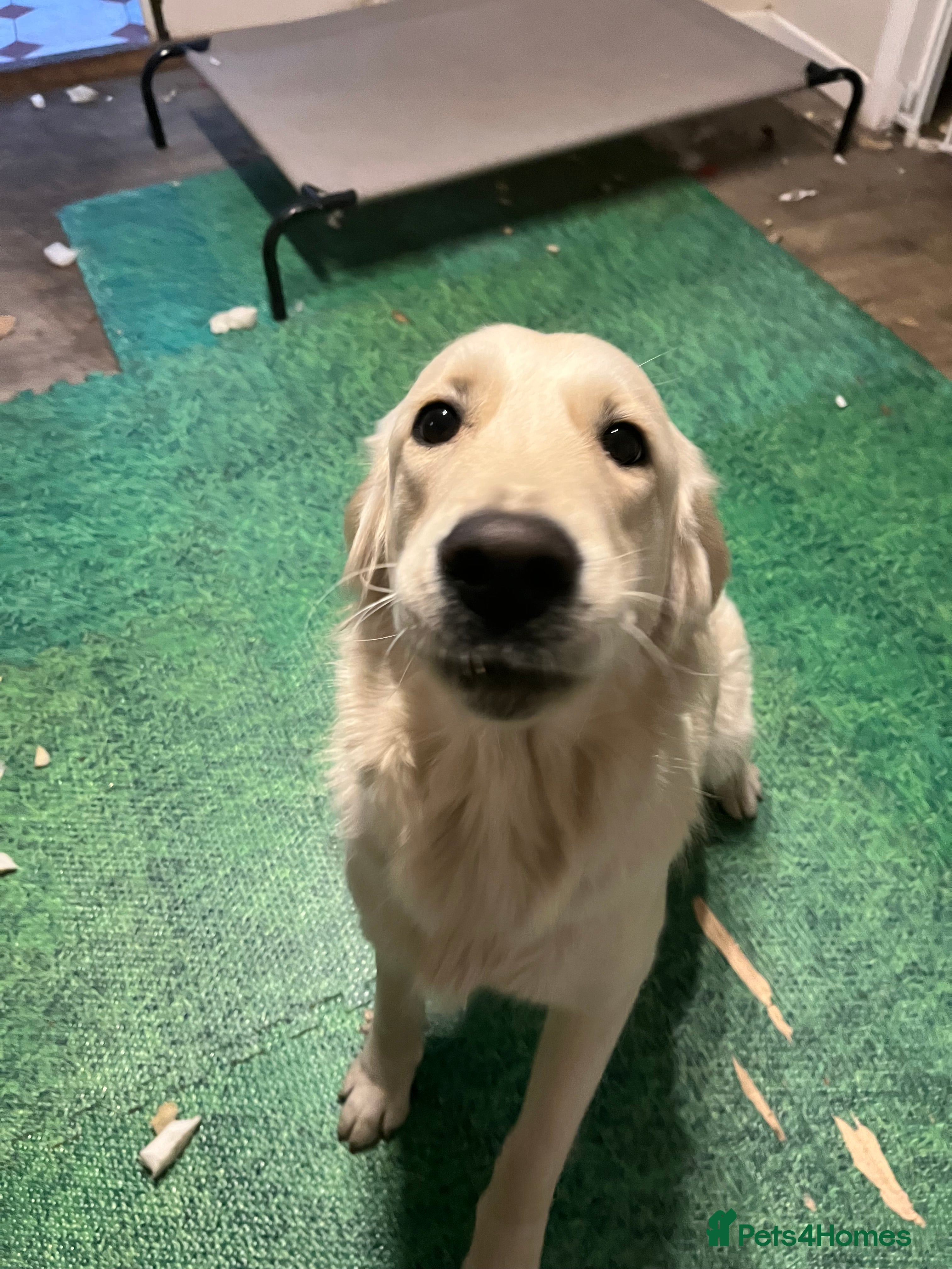 Golden Retriever dogs Daisy – Affectionate Golden Retriever puppy girl - Advert 1