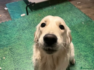 Golden Retriever dogs Daisy – Affectionate Golden Retriever puppy girl - Advert 2