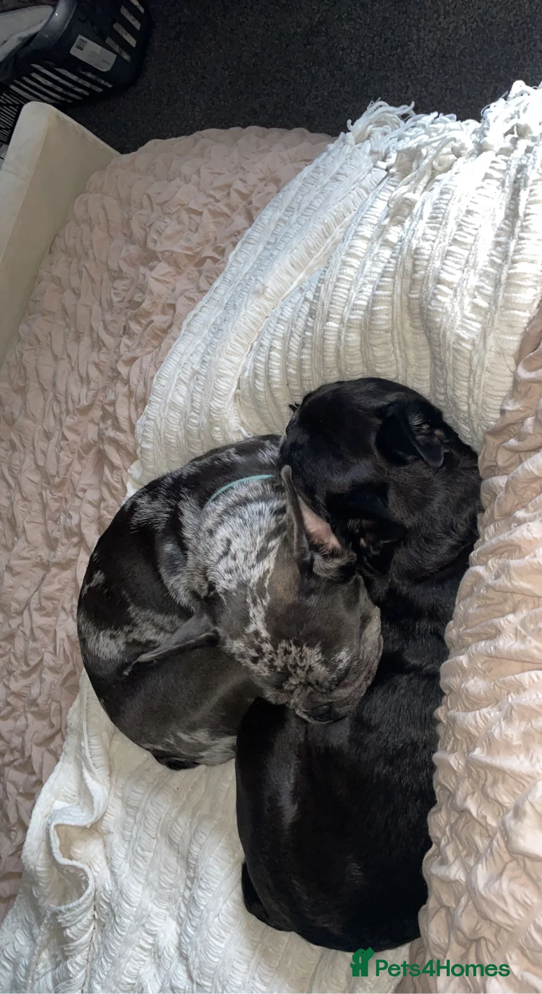 French Bulldog dogs for sale: Elvis the frenchie  - Advert 5