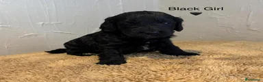 Cockapoo 3