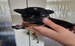 Chihuahua dogs for sale: 4 baby boy chiuaua  - Image 7