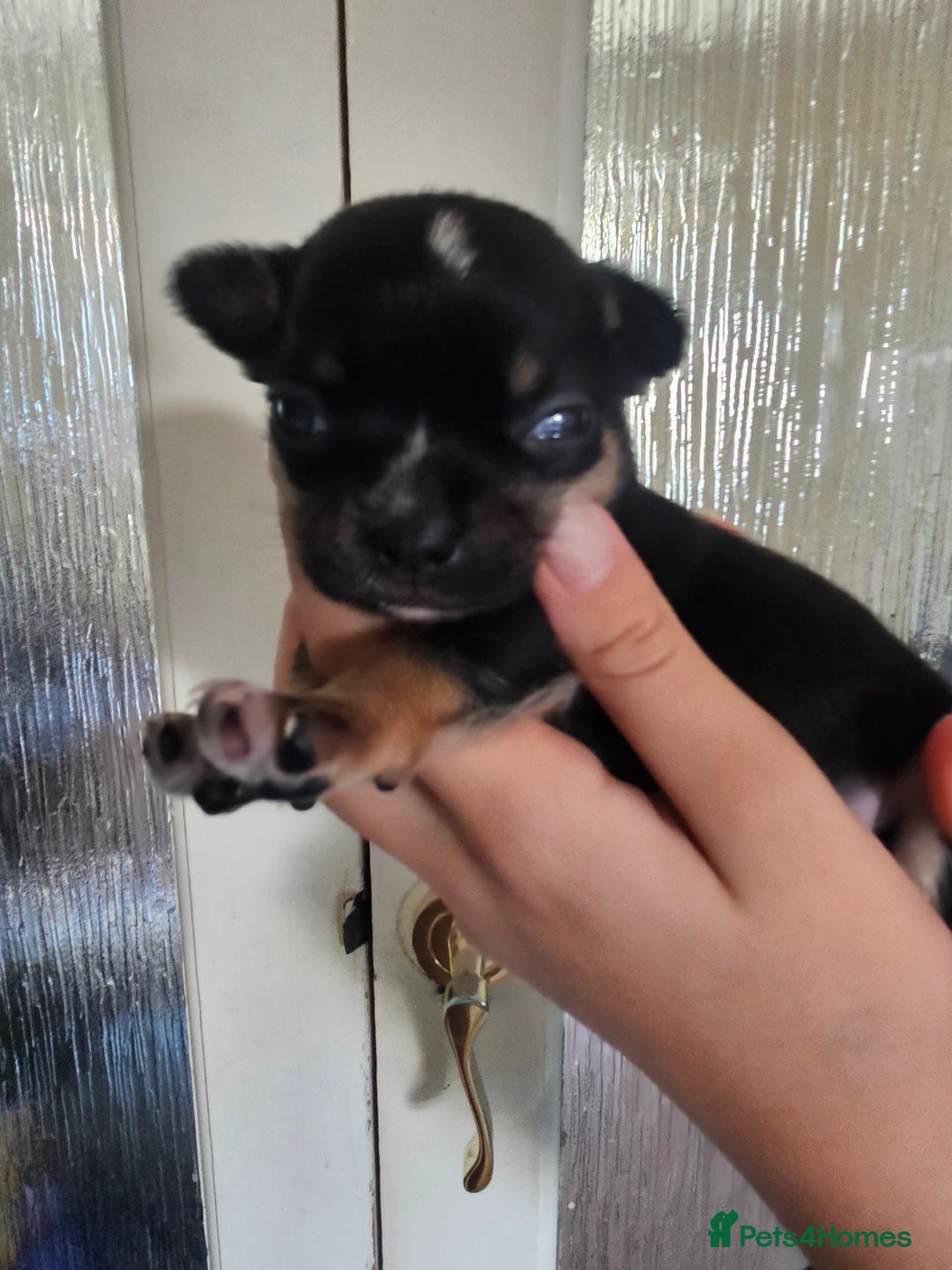 Chihuahua dogs for sale: 4 baby boy chiuaua  - Image 7