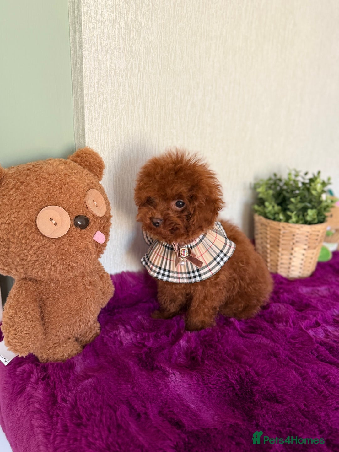 Poodle dogs for sale: Stunning Asian poodle boy for sale  - Advert 4