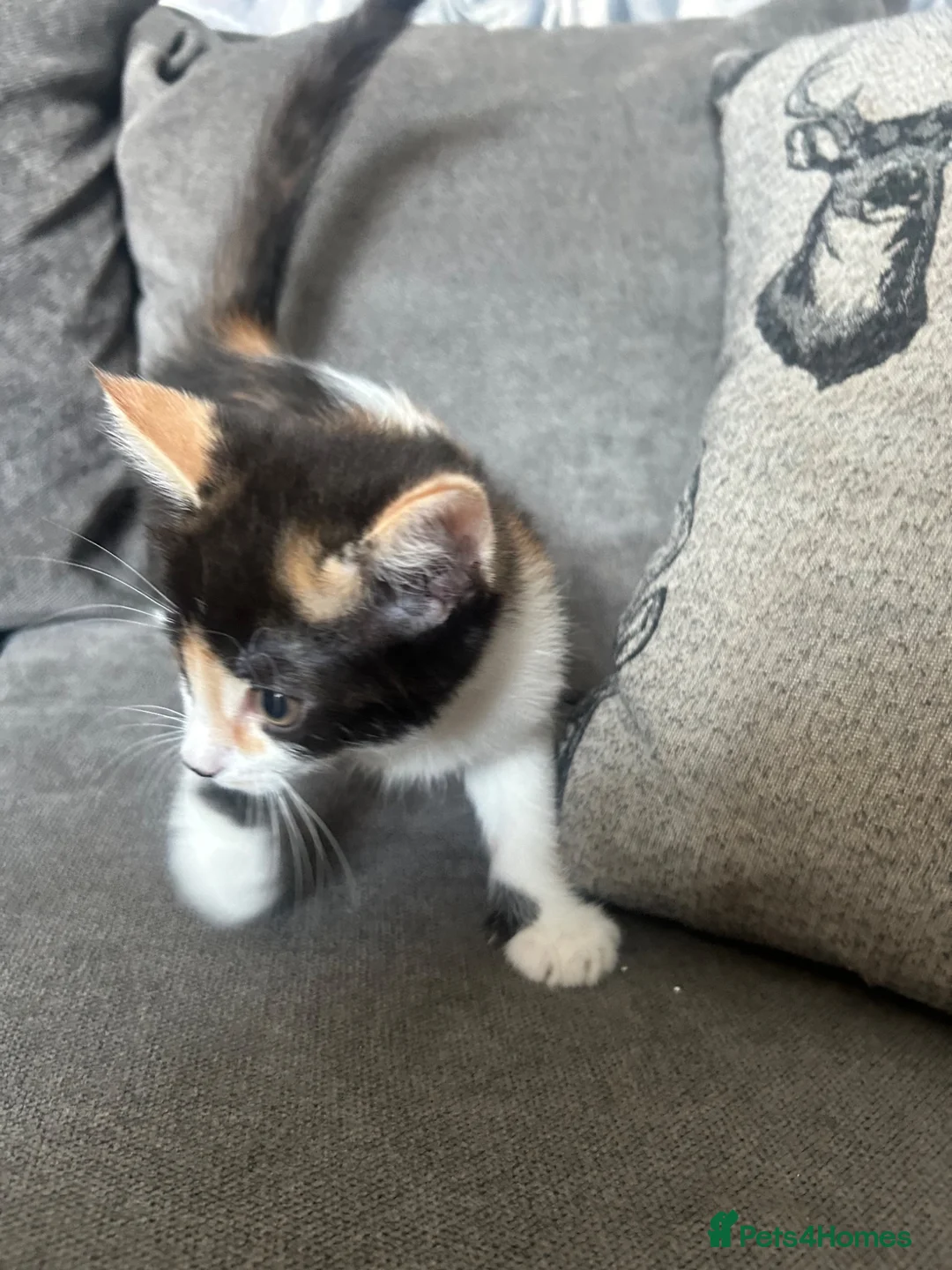 Mixed Breed cats for sale: 1 gorgeous female kitten available  - Advert 2
