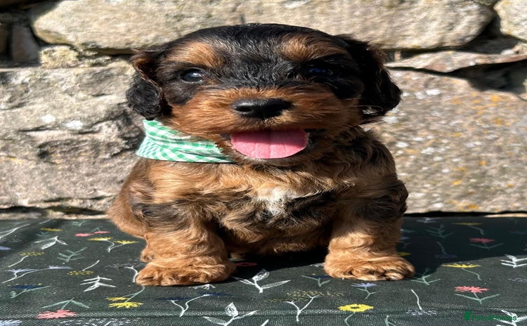 Cockapoo dogs - Advert 1