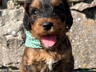 Cockapoo dogs - Advert 1