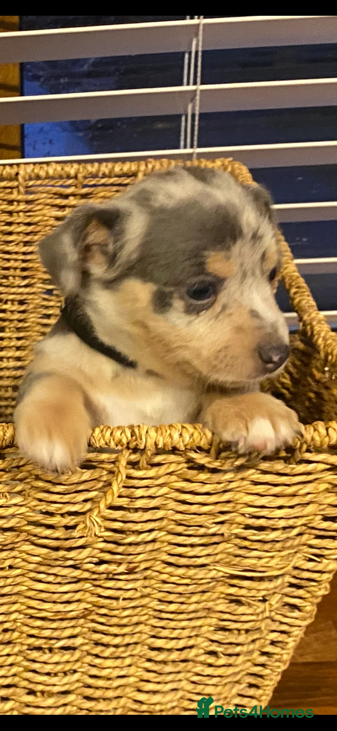 Jack Russell dogs for sale: Stunning small type jack Russell. Pups - Advert 7