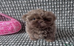 Shih Tzu dogs for sale: Exquisite Doll Faced Lilac Imperial Girl 🎀  - Image 3