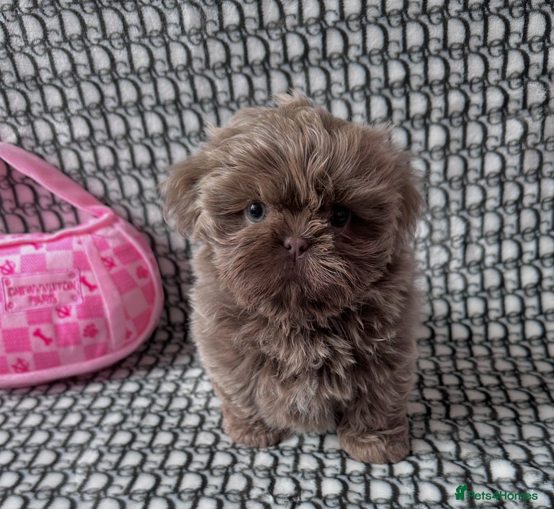 Shih Tzu dogs for sale: Exquisite Doll Faced Lilac Imperial Girl 🎀  - Image 3