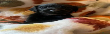 Mixed Breed 2