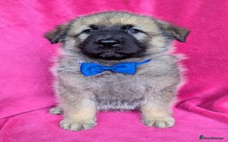 German Shepherd dogs for sale: Adorable German Shepherd puppies - Image 9