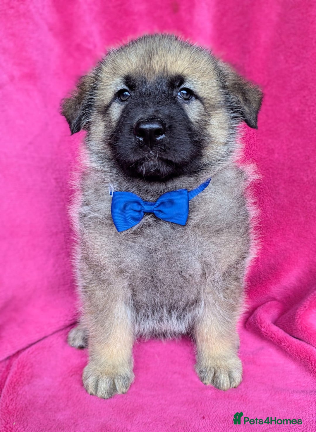 German Shepherd dogs for sale: Adorable German Shepherd puppies - Image 9