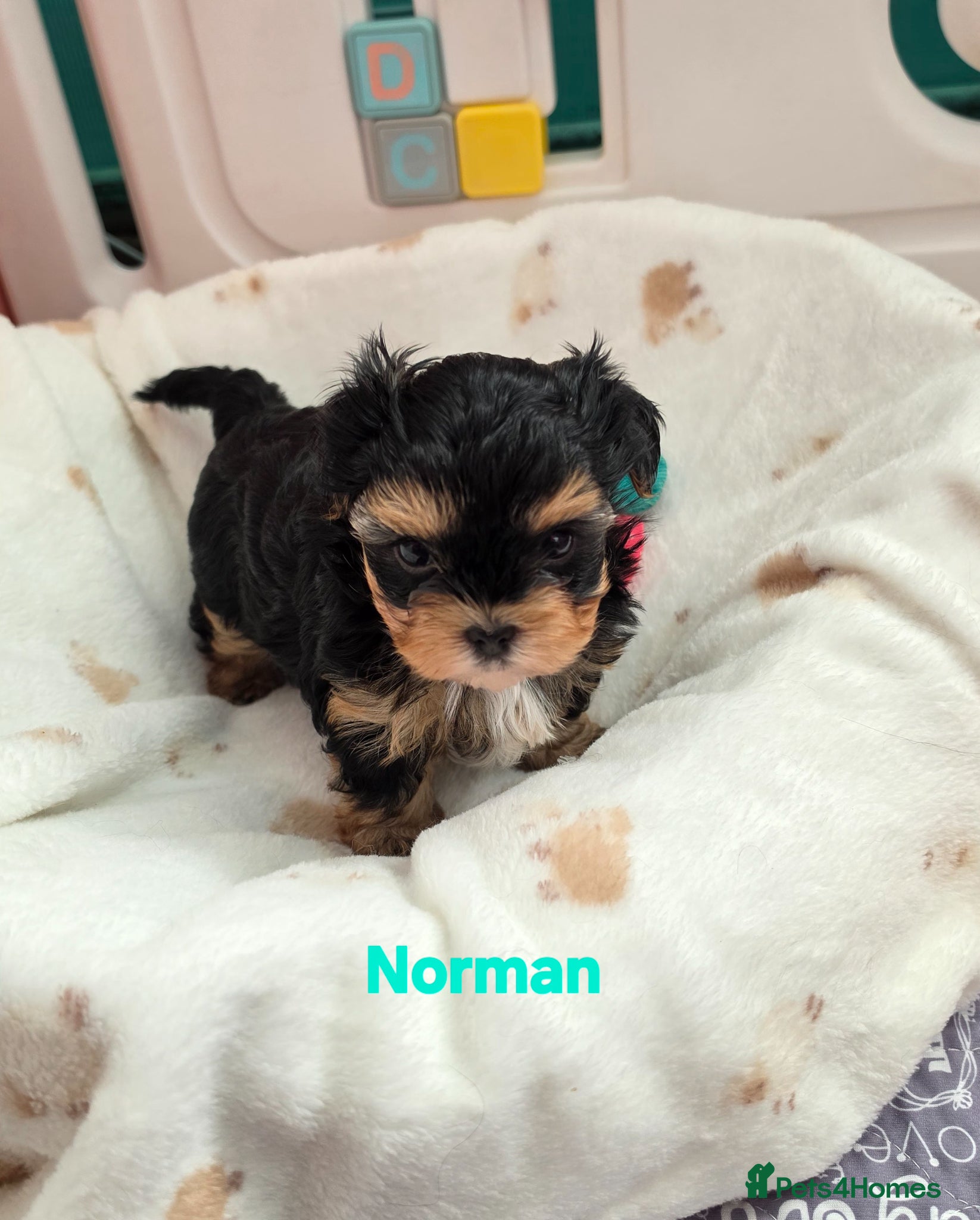 Yorkshire Terrier dogs 1 pups left  - Advert 3