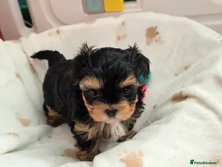 Yorkshire Terrier dogs 1 pups left - Advert 3