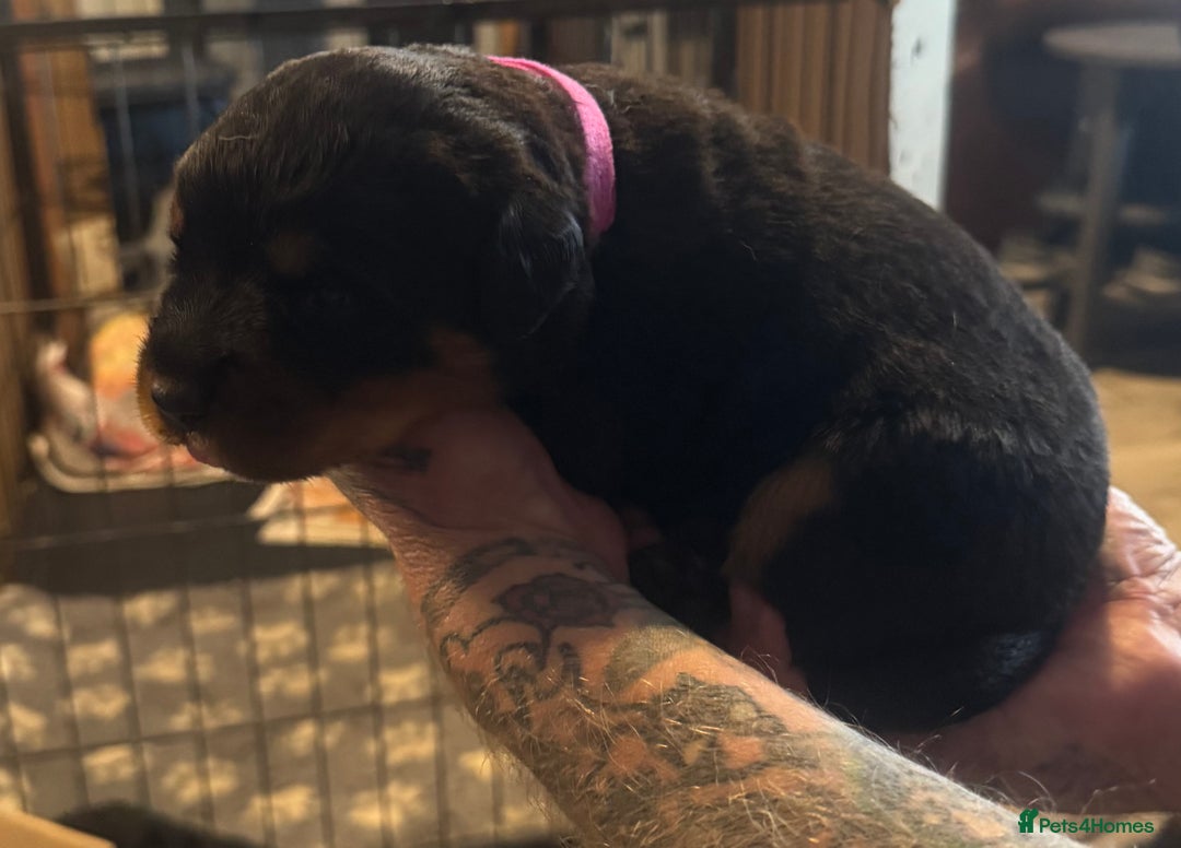 Rottweiler dogs for sale: STUNNING KC ROTTWEILER PUPPIES - Image 6
