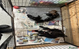 Cocker Spaniel dogs for sale: Kc reg Cocker pups. Black/choc Ready from 20 dec  - Image 2
