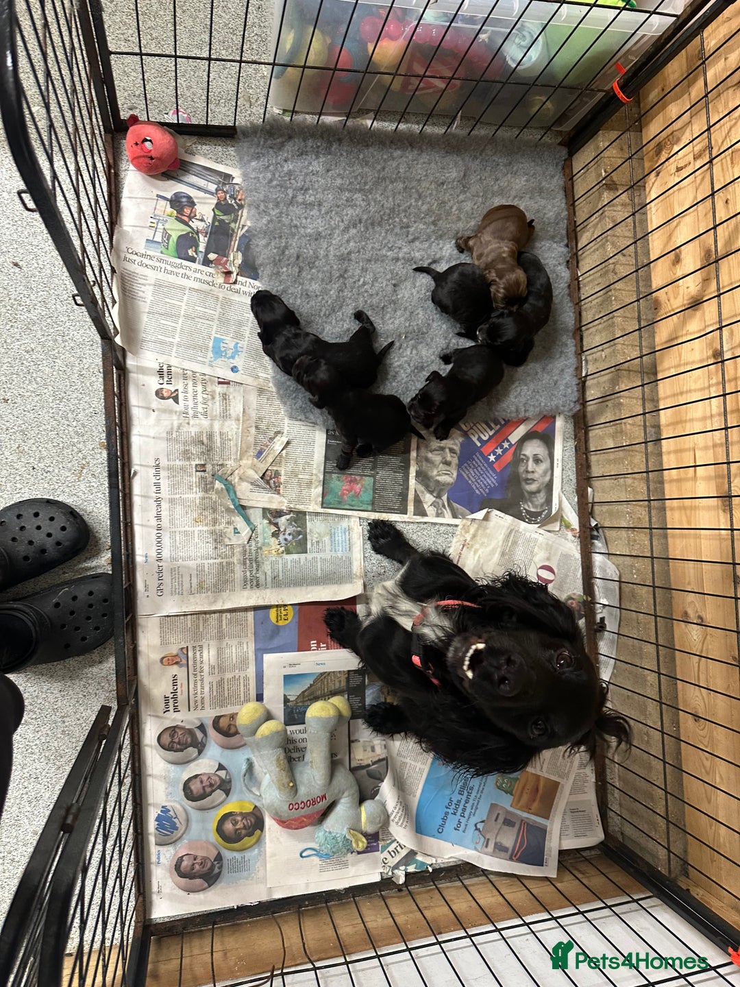 Cocker Spaniel dogs for sale: Kc reg Cocker pups. Black/choc Ready from 20 dec  - Image 2