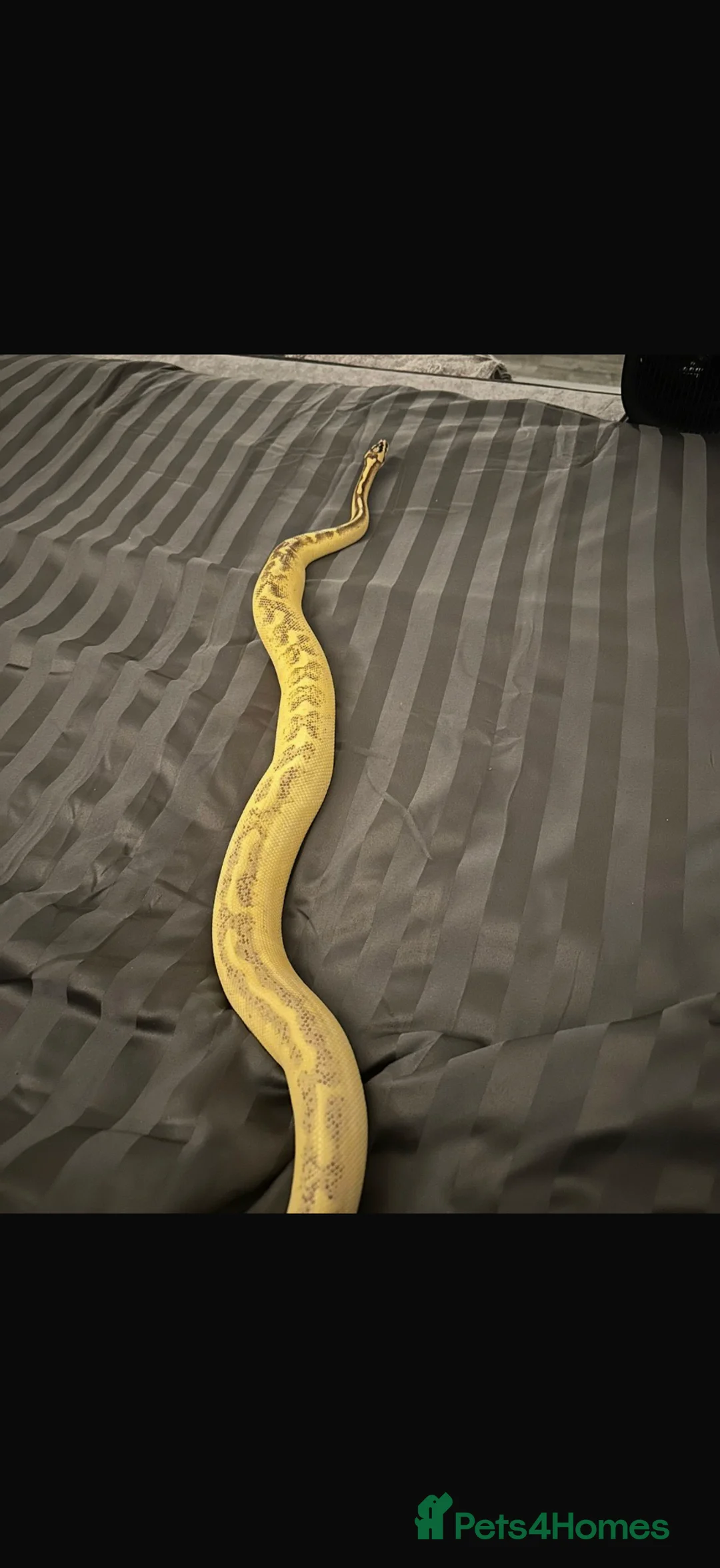 Python Snake reptiles for sale: Male and Female Royal Pythons - Advert 2