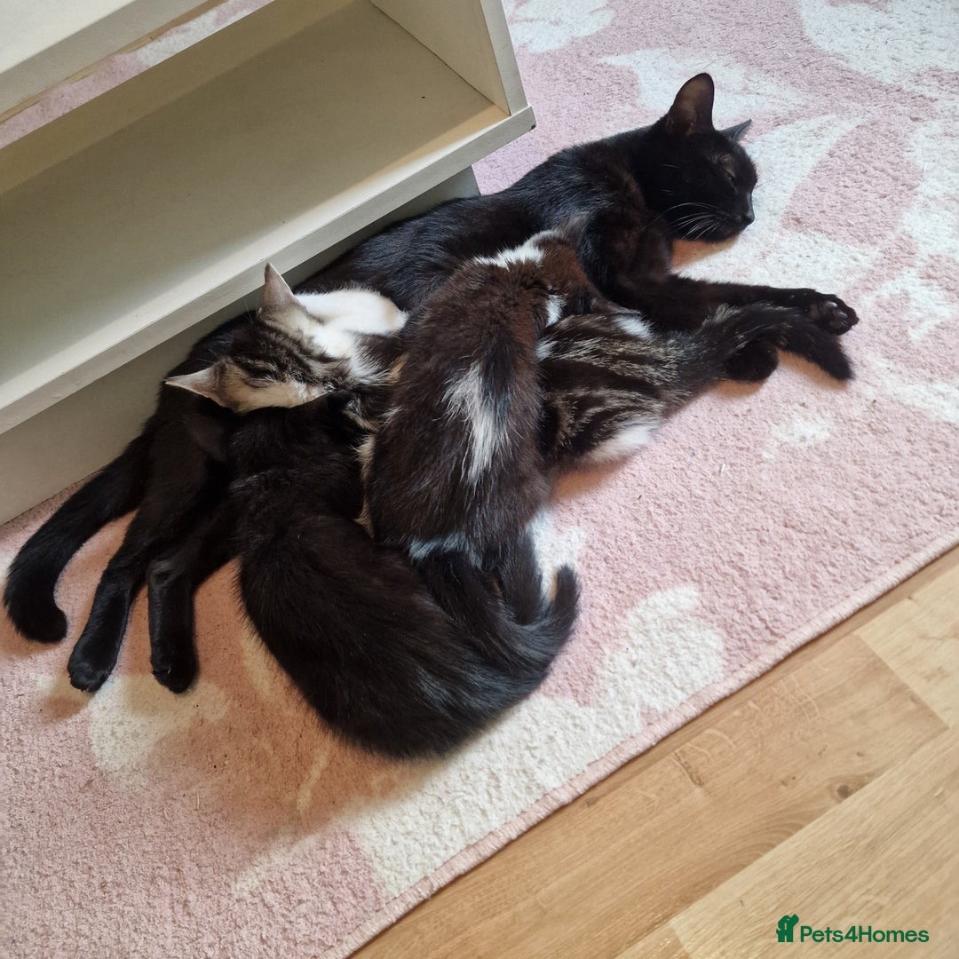 Domestic Shorthair cats for sale: 3 kittens all male.2x all black 1x black and white - Image 7