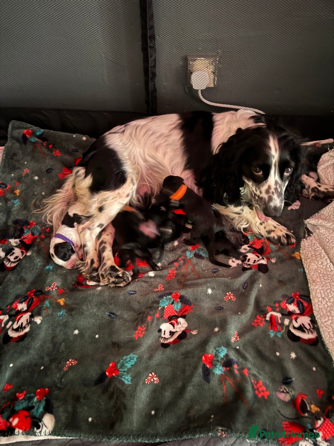 Cocker Spaniel dogs for sale: Cocker spaniel puppies - Image 1