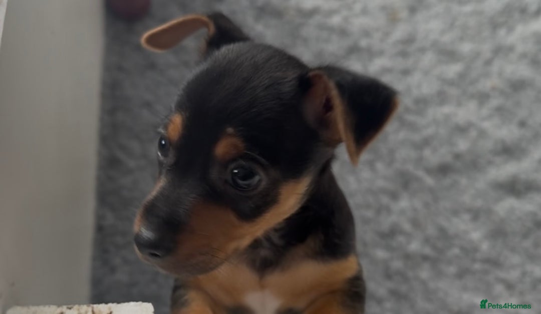 Jack Russell dogs for sale: Beautiful Jack Russell pups - Image 2