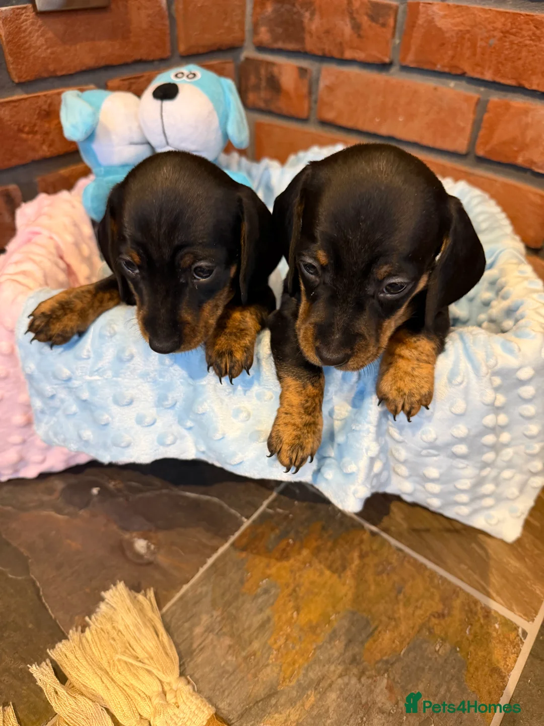Dachshund dogs for sale: Miniature dachshunds  - Advert 26