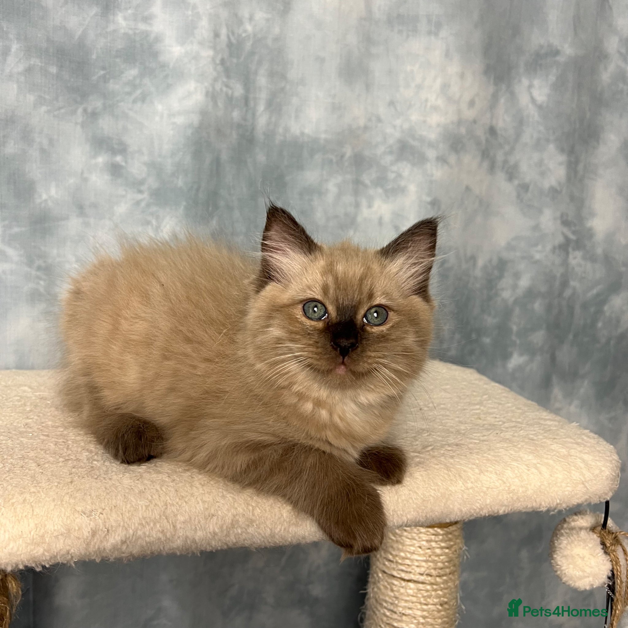 Ragdoll cats 🤎 READY NOW seal mink sepia cherubim BOY 🤎 - Advert 6