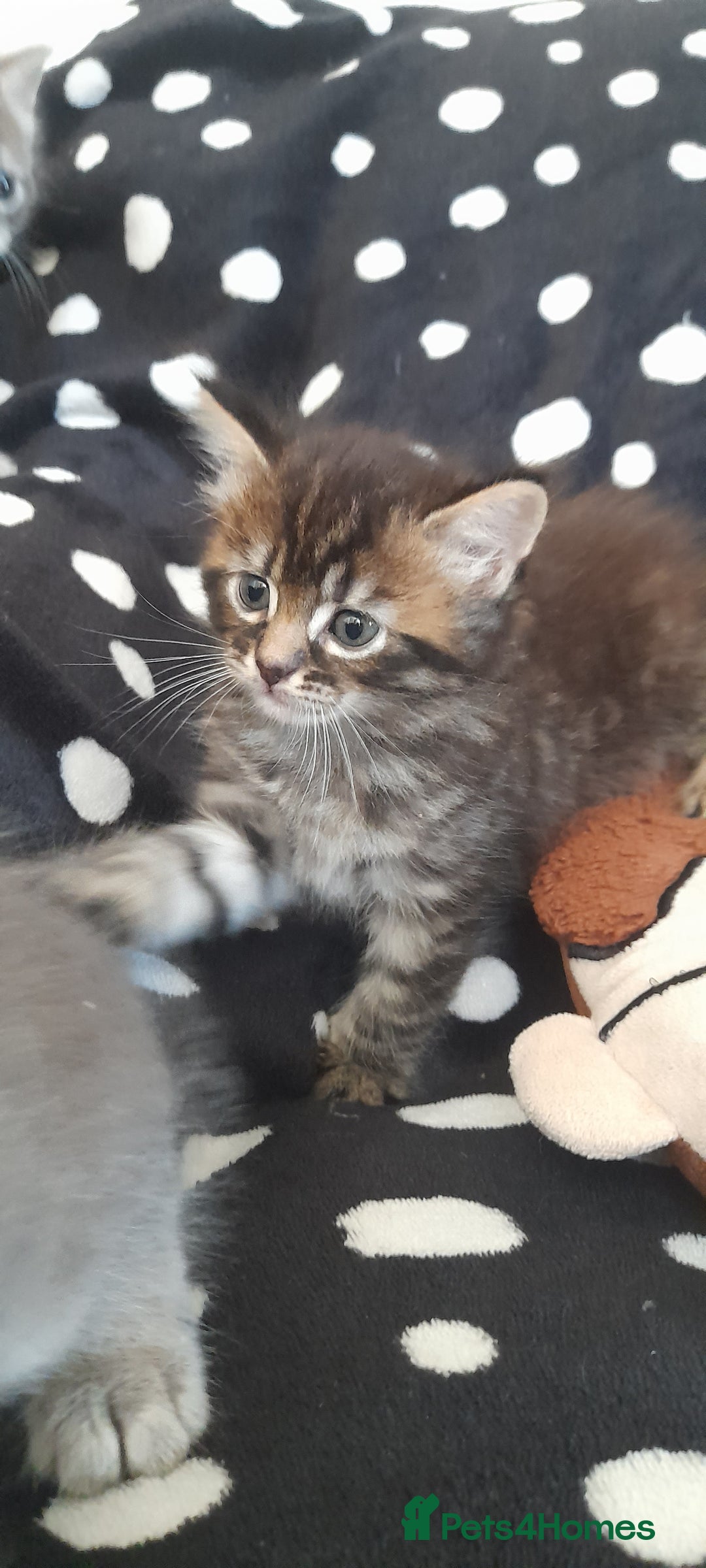 Mixed Breed cats for sale: Kittens  - Image 17
