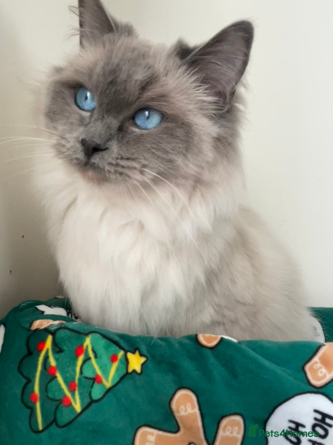 Ragdoll cats for sale: Stunning Blue point Ragdoll - Advert 3