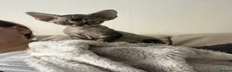 Devon Rex cats for sale: Devon Rex Kittens-Indoor Raised & Social - Advert 5