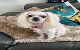 Maltese dogs for sale: 🌟KC STUNNING half-Korean Maltese puppies 🌟 - Image 16