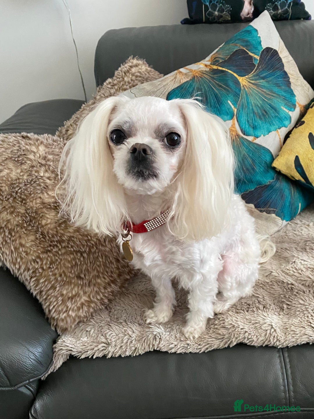 Maltese dogs for sale: 🌟KC STUNNING half-Korean Maltese puppies 🌟 - Image 16